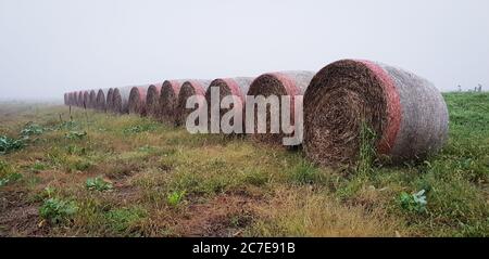 Reihe von Heuballen in einem nebligen Feld Stockfoto
