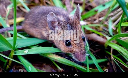 Makrofeld Maus im Gras mit Wassertropfen auf Grashalm Stockfoto