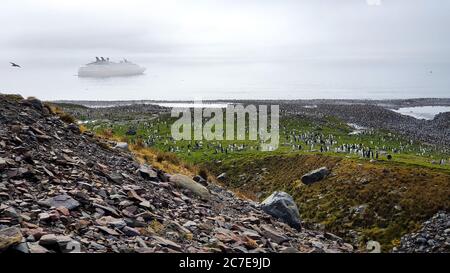 Mega Kolonie von Königspinguinen mit Kreuzfahrtschiff im Hintergrund in Südgeorgien in Nebel gehüllt Stockfoto