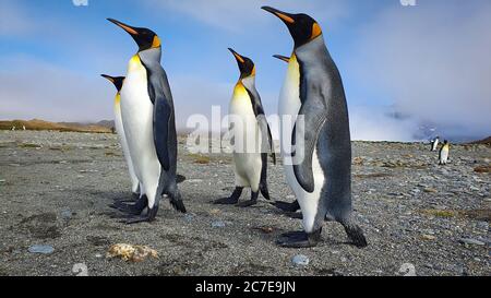 Fünf Königspinguine standen aufrecht auf grauem Sand mit Wolken und Hügeln im Hintergrund in Südgeorgien Stockfoto