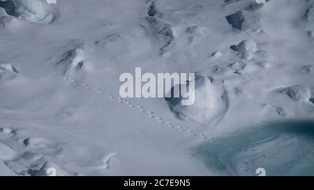 Pinguine Fußabdrücke im Schnee, die auf Eis führen Stockfoto