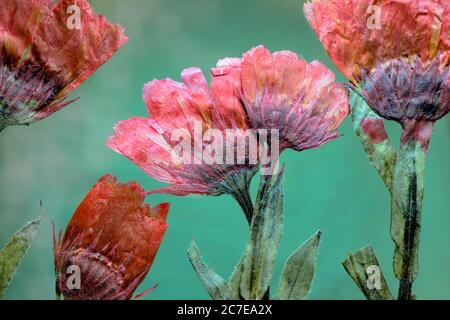 Getrocknete rote Blumenarrangement auf einem leuchtend grünen Hintergrund. Stockfoto