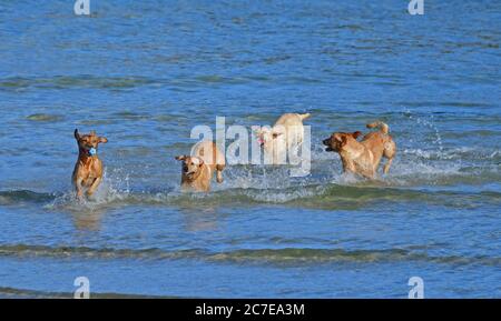 St Ives, Großbritannien. Juli 2020. Juli 2020. Mann und seine Hunde spielen an einem warmen Nachmittag am Strand in St. Ives Harbour in Cornwall. Bild: Robert Timoney/Alamy Live News Stockfoto