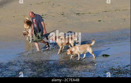 St Ives, Großbritannien. Juli 2020. Juli 2020. Mann und seine Hunde spielen an einem warmen Nachmittag am Strand in St. Ives Harbour in Cornwall. Bild: Robert Timoney/Alamy Live News Stockfoto