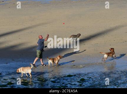 St Ives, Großbritannien. Juli 2020. Juli 2020. Mann und seine Hunde spielen an einem warmen Nachmittag am Strand in St. Ives Harbour in Cornwall. Bild: Robert Timoney/Alamy Live News Stockfoto