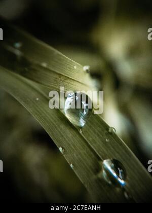 Schöne Makrofotografie von Tautropfen auf grünen Blättern im Am frühen Morgen Stockfoto