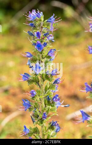 Viper's bugloss Wildflower (Echium vulgare) mit blauen Blüten im Juli, Großbritannien Stockfoto