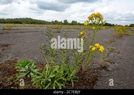 Wildblumen kehren zu einem Brachfeld zurück, einer stillgebrannten Startbahn am Blackbushe Airport, Hampshire, Großbritannien. Refilding-Konzept Stockfoto