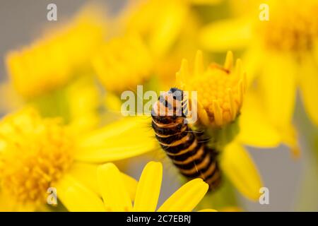 Zinnober-Raupe oder Larve (Tyria jacobaeae), Fütterung von Ragwort (jacobaea vulgaris), Großbritannien Stockfoto