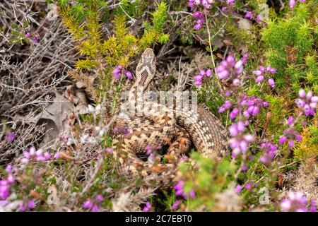 Weibliche Adder (Vipera berus) sonnen sich in Hampshire, Großbritannien Stockfoto