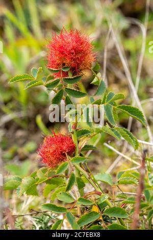 Rotkehlchen (auch als Bedeguar Gall bekannt), eine Galle, die von den Larven einer winzigen Gallenwespe, Dipoloepis rosae, auf Wildrose, UK, verursacht wird Stockfoto