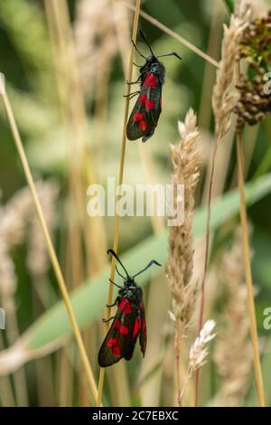 Zwei burnett-Motten mit sechs Flecken (Zygaena filipendulae), Großbritannien Stockfoto