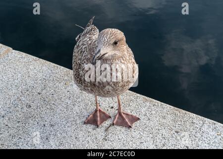 Großer brauner Möwenvogel aus nächster Nähe auf Beton in der Nähe des Wassers in Oslo, Norwegen Stockfoto