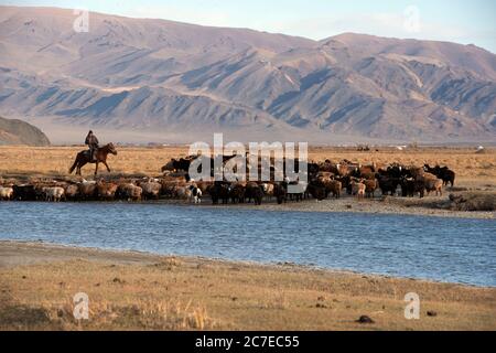 Eine nomadische Kasachischen herder zu Pferd fahren seine Herde von Rindern über einen Fluss in den Altai Bergen, der westlichen Mongolei. Stockfoto