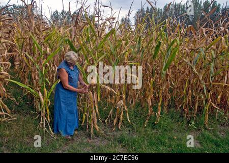 Auf einem Familienbetrieb kontrolliert eine Agronomin die Qualität des Mais, um das Datum der Ernte des Mais zu bestimmen. Stockfoto