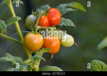 Cluster von mehrfarbigen Kirschtomaten auf der Rebe wächst im Hausgarten Stockfoto