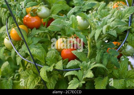 Cluster von mehrfarbigen Kirschtomaten auf der Rebe wächst im Hausgarten Stockfoto