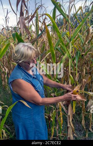 Auf einem Familienbetrieb kontrolliert eine Agronomin die Qualität des Mais, um das Datum der Ernte des Mais zu bestimmen. Stockfoto