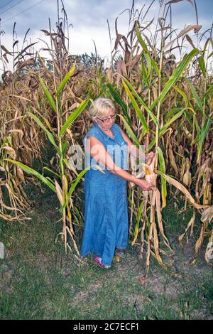 Auf einem Familienbetrieb kontrolliert eine Agronomin die Qualität des Mais, um das Datum der Ernte des Mais zu bestimmen. Stockfoto