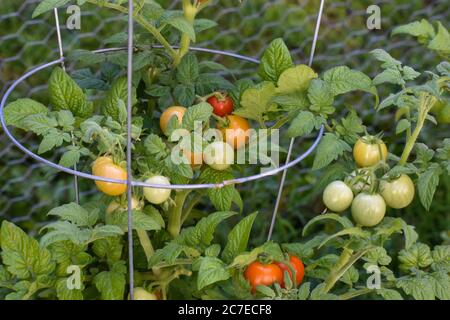 Cluster von mehrfarbigen Kirschtomaten auf der Rebe wächst im Hausgarten Stockfoto