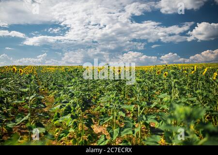 Schöne breite Aufnahme von Sonnenblumenfeld unter dem Himmel mit Weiße Baumwollwolken Stockfoto