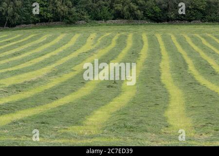 Ein Feld von geschnittenem Gras bereit für Silage. Das Gras wurde in Streifen geschnitten. Stockfoto