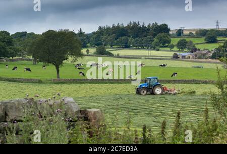 Ein Bauernhof in Baildon, Yorkshire. Im Vordergrund zieht ein Traktor einen Tedding-Anhänger, der das Gras verteilt. Kühe grasen im Hintergrund. Stockfoto