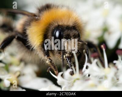 Britische einheimische Weißschwanzhummel, Bombus lucorum, Fütterung von Hogweed, Heracleum spondylium Stockfoto