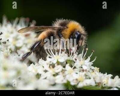 Britische einheimische Weißschwanzhummel, Bombus lucorum, Fütterung von Hogweed, Heracleum spondylium Stockfoto