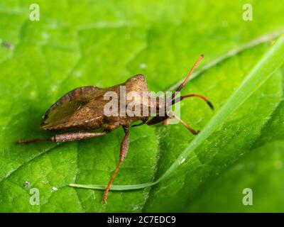 Seitenansicht des Erwachsenen des britischen Hemipteran Dock Bug, Coreus marginatus Stockfoto