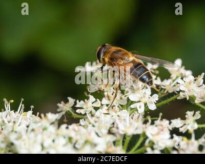 Männliche UK Hoverfly, Eristalis pertinax, Fütterung auf den Blüten von Hogweed, Heracleum spondylium Stockfoto