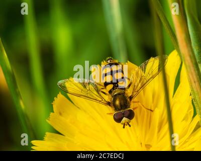 Weibliche schwarze und gelbe Wespe imitieren UK Hoverfly, Eupeodes corollae, Fütterung auf einer Falkenweed Blume Stockfoto