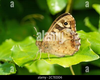 Der britische Speckled Wood Schmetterling, Pararge aegeria, in ruhender Haltung, zeigt den Unterflügel Stockfoto