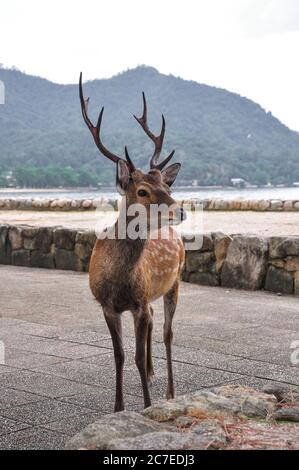 Hirsche, die in Miyajima, Japan, herumlaufen Stockfoto