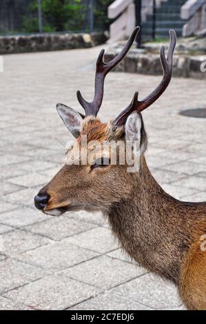 Hirsche, die in Miyajima, Japan, herumlaufen Stockfoto