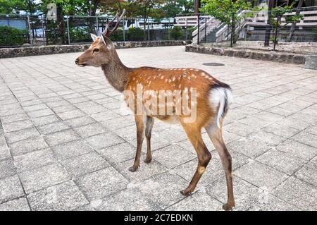 Hirsche, die in Miyajima, Japan, herumlaufen Stockfoto