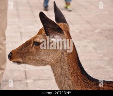 Hirsche, die in Miyajima, Japan, herumlaufen Stockfoto