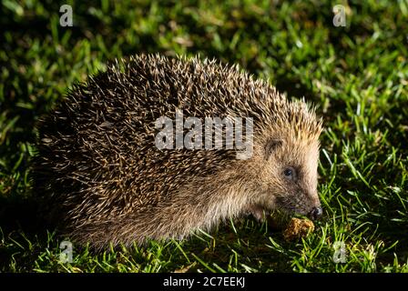 Europäische Igel (Erinaceus europaeus) füttern in der Nacht Stockfoto