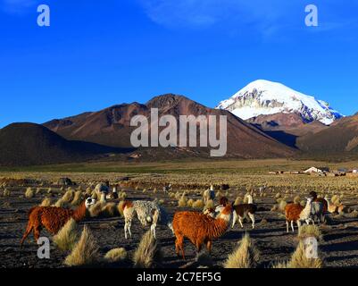 Sajama Nationalpark Stockfoto