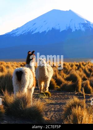 Sajama Nationalpark Stockfoto