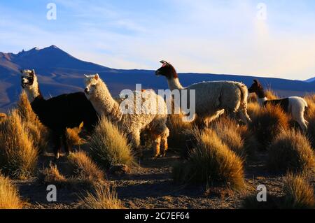 Sajama Nationalpark Stockfoto