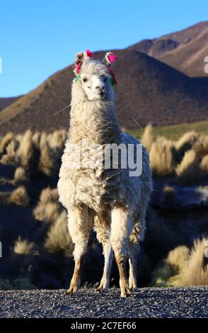 Sajama Nationalpark Stockfoto