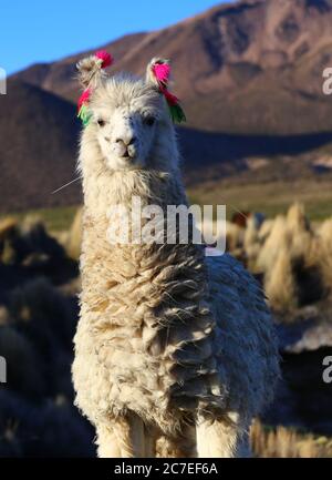 Sajama Nationalpark Stockfoto