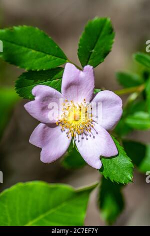 Nahaufnahme einer wilden Rosenblume Stockfoto