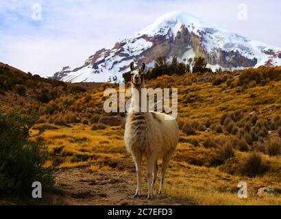 Sajama Nationalpark Stockfoto