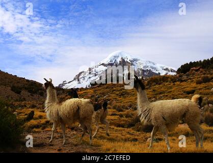 Sajama Nationalpark Stockfoto