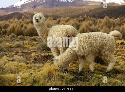 Sajama Nationalpark Stockfoto