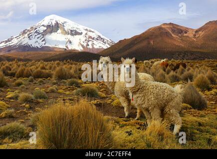 Sajama Nationalpark Stockfoto