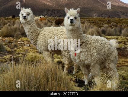 Sajama Nationalpark Stockfoto