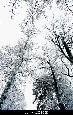 Vertikale Graustufen Aufnahme von schönen Bäumen in Schnee bedeckt Eine verschneite Gegend - sieht aus wie ein Märchen Stockfoto